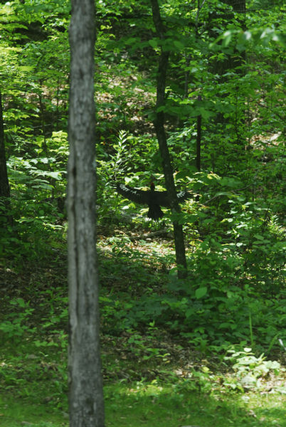 pileated03.jpg